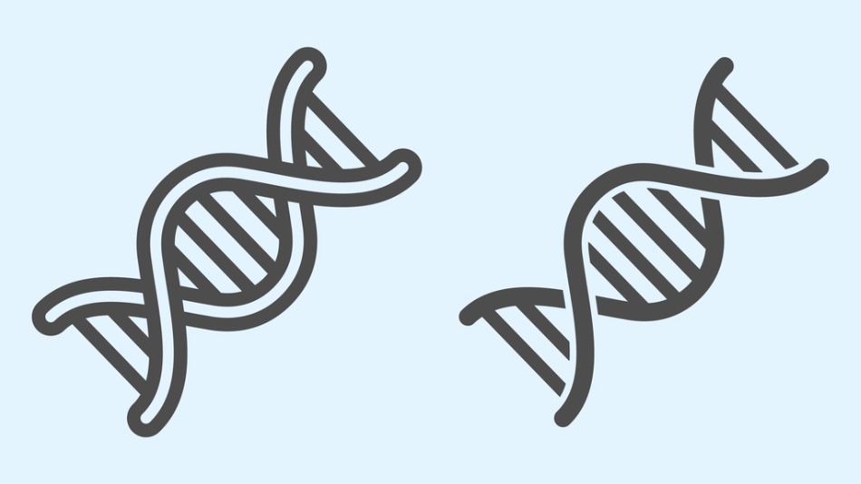 Ramas de la biología, cadena de ADN