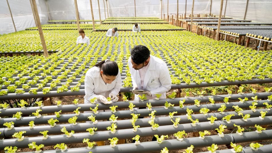 Para ejercer como ingeniero agroindustrial, lo más común es seguir una carrera en Ingeniería Agraria, Agroalimentaria o Agroindustrial