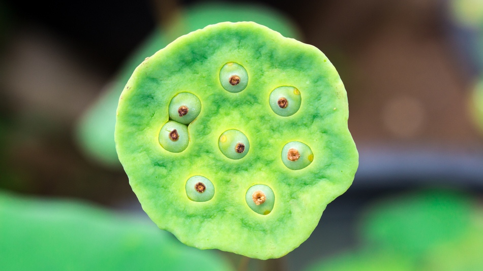 La tripofobia genera reacciones intensas ante patrones visuales como agujeros en la piel